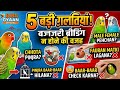 Bajri Breeding ki 5 Badi Galtiyan | Budgies Breeding Tips | #birds #Bird Gyaan Official
