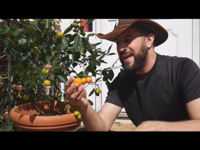 How to Grow and Care for a Calamondin Orange Tree