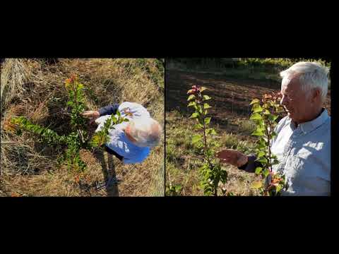 Blenheim Apricot Summer Pruning