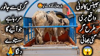 Heatstroke🥵 Rates Down In Bhains Colony Mandi Karachi Latest Position May 7 2026 || Bakra Eid 2026