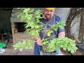 Gingerbush: Tetradenia riparia starts its bonsai journey!