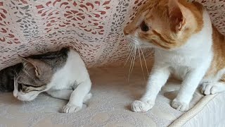 Undercover agents part 2 | Coffee Toffee cat videos by Coffee & Toffee Cats 300 views 3 days ago 1 minute