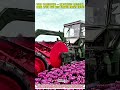 Tulip Harvesting — innovative precision born after the best flower crews failed