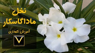 چطور نخل ماداگاسکار رو نگهداری کنیم که به ارتفاع سه متری برسه