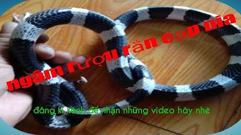 Cách ngâm rượu rắn : rắn  cực  độc