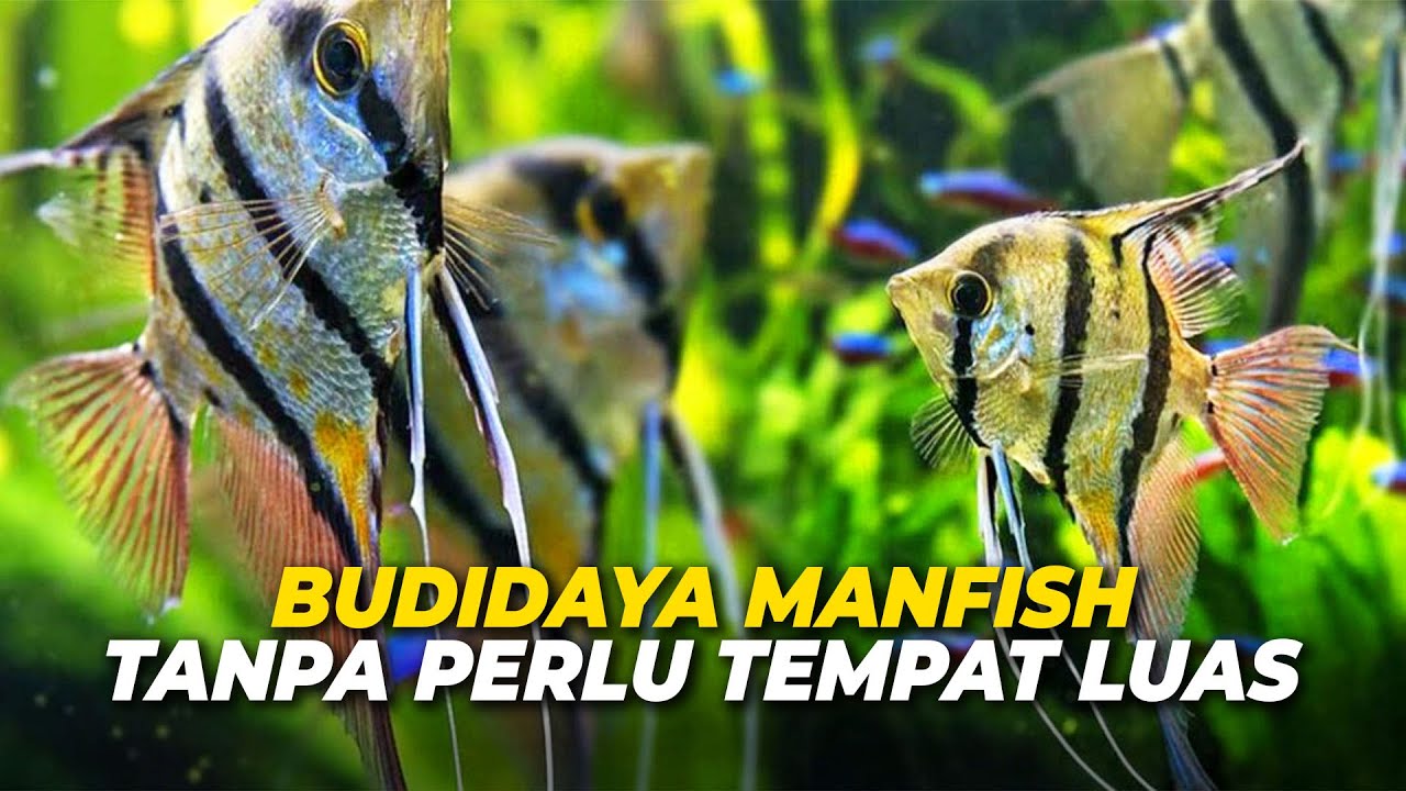 IWAK BRENGOS PART 2‼️Mudahnya Budidaya Ikan Manfish Tanpa Perlu Tempat Yang Luas‼️