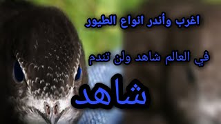 ماهو الطائر الذي ذكر مره واحده فقط في القرآن الكريم؟ وماذا قال الرسول صلى الله عليه وسلم عنه؟؟