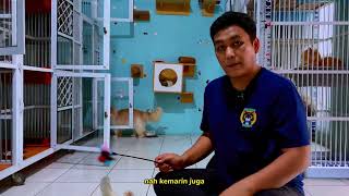 Cara menbuat kucing di cat hotel akur dan tidak berante, penitipan kucing jakarta selatan by Oco Nugroho 163 views 3 days ago 3 minutes, 21 seconds