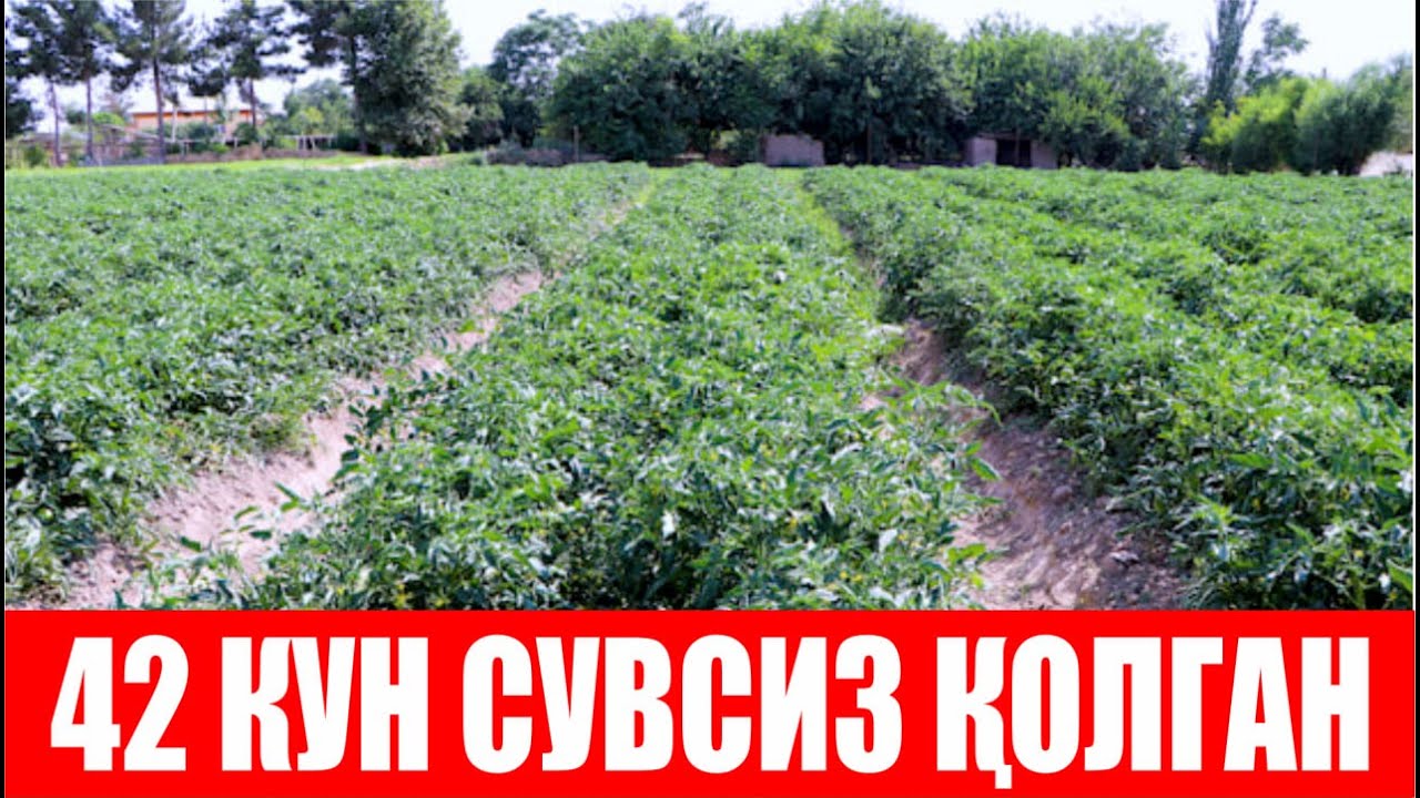 Экилганидан кейин 42 кун СУВСИЗ қолган  Сюзана Плюс F1 нинг ҳозирги ҳолати (Suzana Plus F1 Sakata)