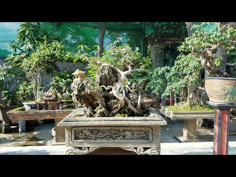 Video SH.1230.Nhiều loại cây cảnh phong phú và những bể đá... - youtube