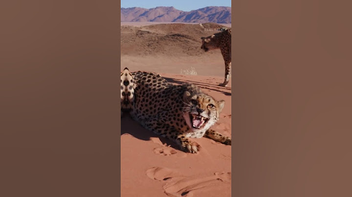 Cheetah Vs Black Panther की लड़ाई में किसकी जीत होगी ? 🤔😮 | #blackpanther #cheetah #wildlife #fight