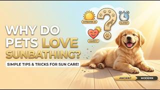 Why Do Pets Love Sunbathing?