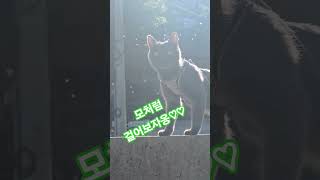 산책냥그루 #애교냥 #고양이 #캠핑필수템