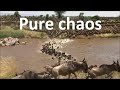 Great wildebeest migration crossing the Mara River between Masai Mara and Serengeti [Kenya-Tanzania]