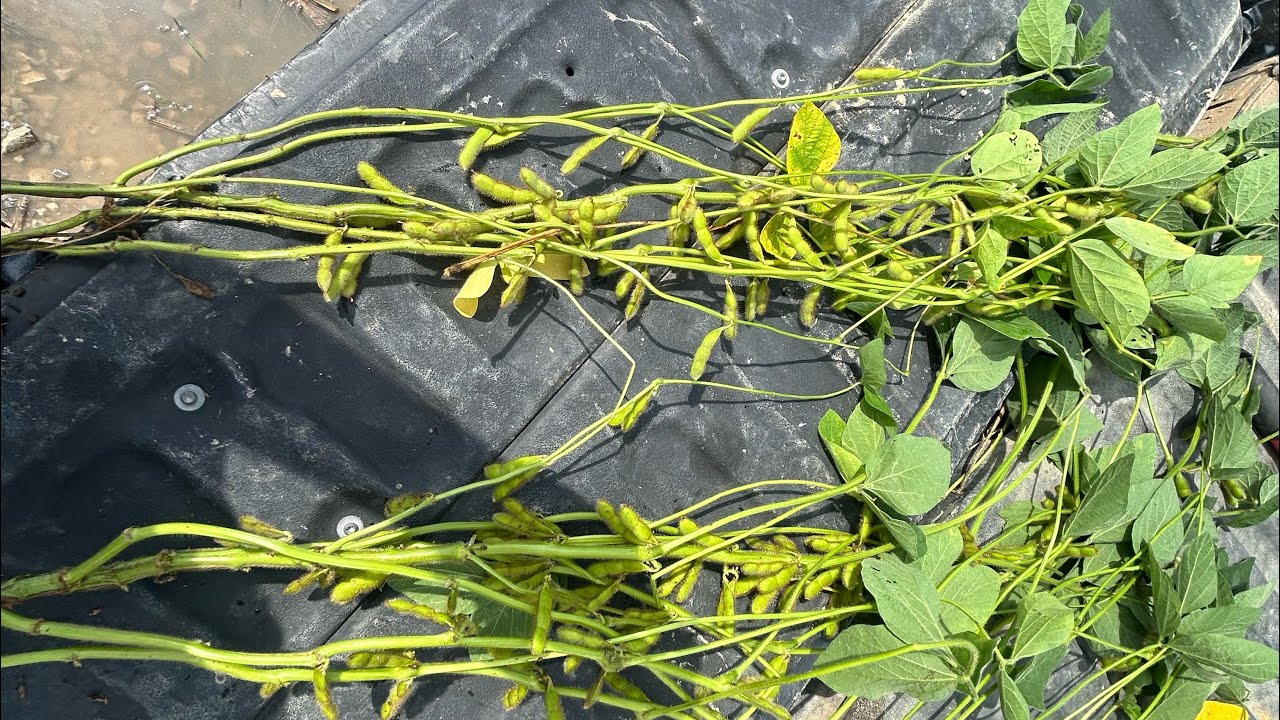 Scouting Corteva Agriscience Pioneer Z Series Soybeans Vs. A Series