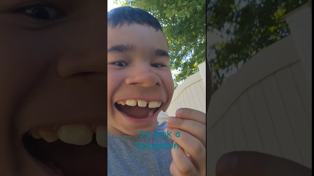 Oh look a dandelion meme 