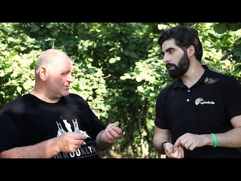 აგრონომის პრეპარატების გამოყენების შედეგები პარტნიორი ფერმერების თხილის ბაღებში