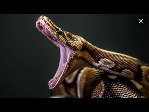 مستند حیات وحش مارها 