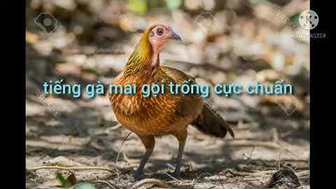 tiếng gà mái gọi trống cực chuẩn,