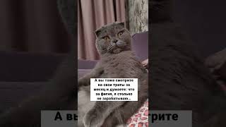 #cat #spring #кот #видео #cute #funny #catlover #мем #shortvideo #котик #юмор #shots #shortsvideo