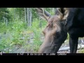 Close up cow and calf moose