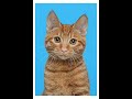 짱스튜브-와우 디스커버리 - 냥꾼 만렙까지  달리기!!