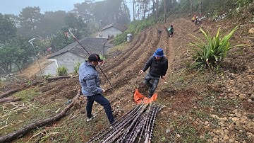 Biệt thự đồi thông Điếc công tử nhận 160 cây mía trồng trên núi đầu xuân. Nguyễn Tất Thắng