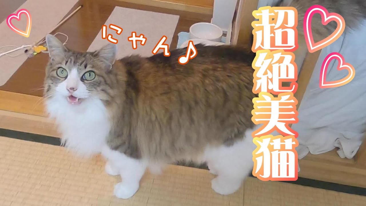 ーーーー NANA猫⿴nananeko666 ーーーー Here's a night when ーーーー NANA猫⿴nananeko666 ーーーー Here's a night when