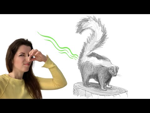 How to draw a skunk step by step