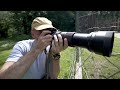 Das beste Tele-Objektiv für Tierfotografie mit Sony Kamera: Sigma vs Sony 100-400 Review E-Mount