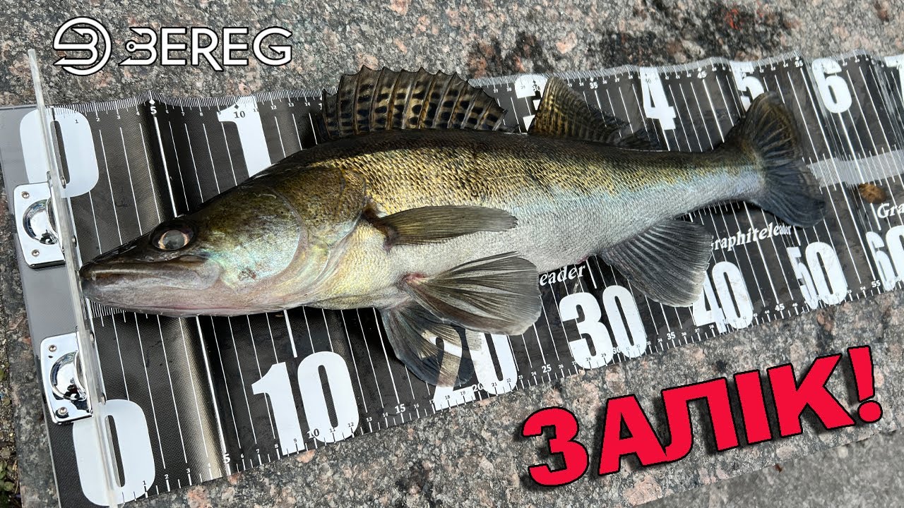 Заліковий Судак на попсовій локації! Судак на Джиг Ріг з берега. - YouTube