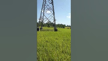 Bình Xuân (Gò Công, Tiền Giang) mùa lúa chín (17/11/2022)