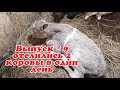 выпуск 9 отел двух коров в один день