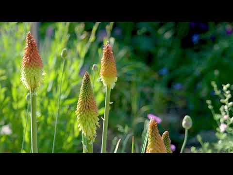 Fackellilien, großartige Raketenblumen aus Südafrika