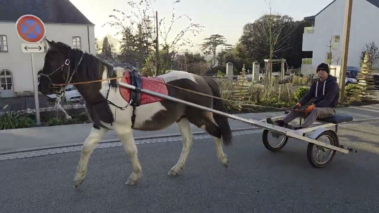 Oala se balade à l'attelage avec une dresseuse dans le centre-ville de savenay