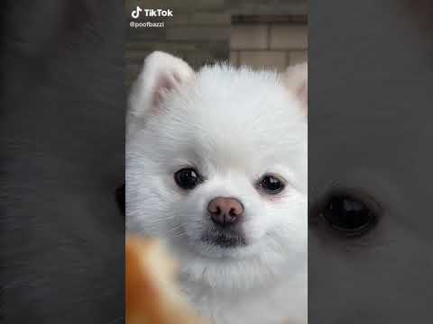 Tik Tok Sevimli Pomeranian Köpek Videoları