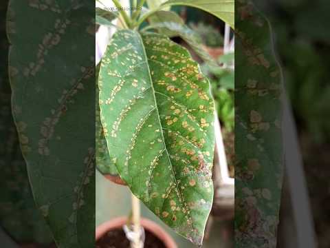 Video: ¿Qué son los ácaros de la hoja del roble? Información sobre el control de los ácaros del roble