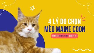Mèo Maine Coon giá bao nhiêu tiền 2024? Mua mèo Mỹ lông dài ở đâu tại uy tín | Chomeocanh.com