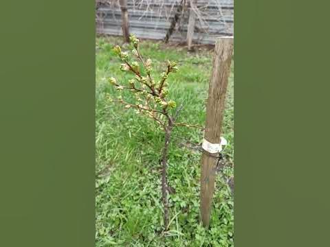ДЮК "Ночка" (вишня и черешня в одном) - YouTube
