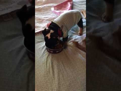 camera iphone 8 plus apk Trudy Hydrocephalus English Bulldog Puppy