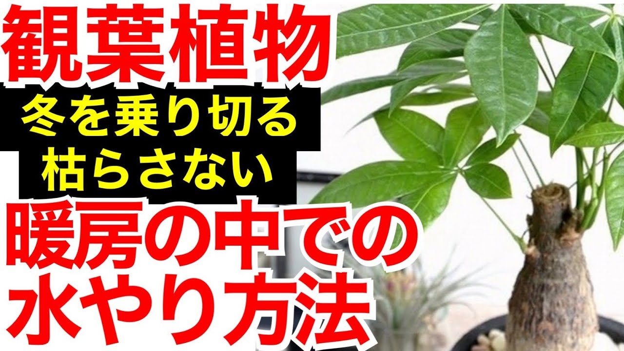 観葉植物を枯らす人は見てください すぐに枯らさない人になります 暖房の部屋での植物の水やりについて教えます 観葉植物インテリア 観葉植物 おすすめ 観葉植物水やり 植物冬越し Youtube