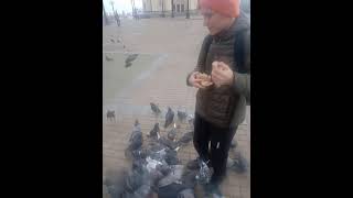 Сумасшедшие голуби Хабаровска!🦅🦅🦅👍👍👍