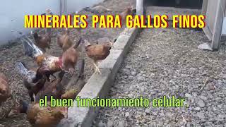 Los Mejores Minerales Para Gallos Finos  Salud Y Desempeo