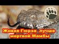 Живая Гюрза лучше мертвой Мамбы ...bogomaz05