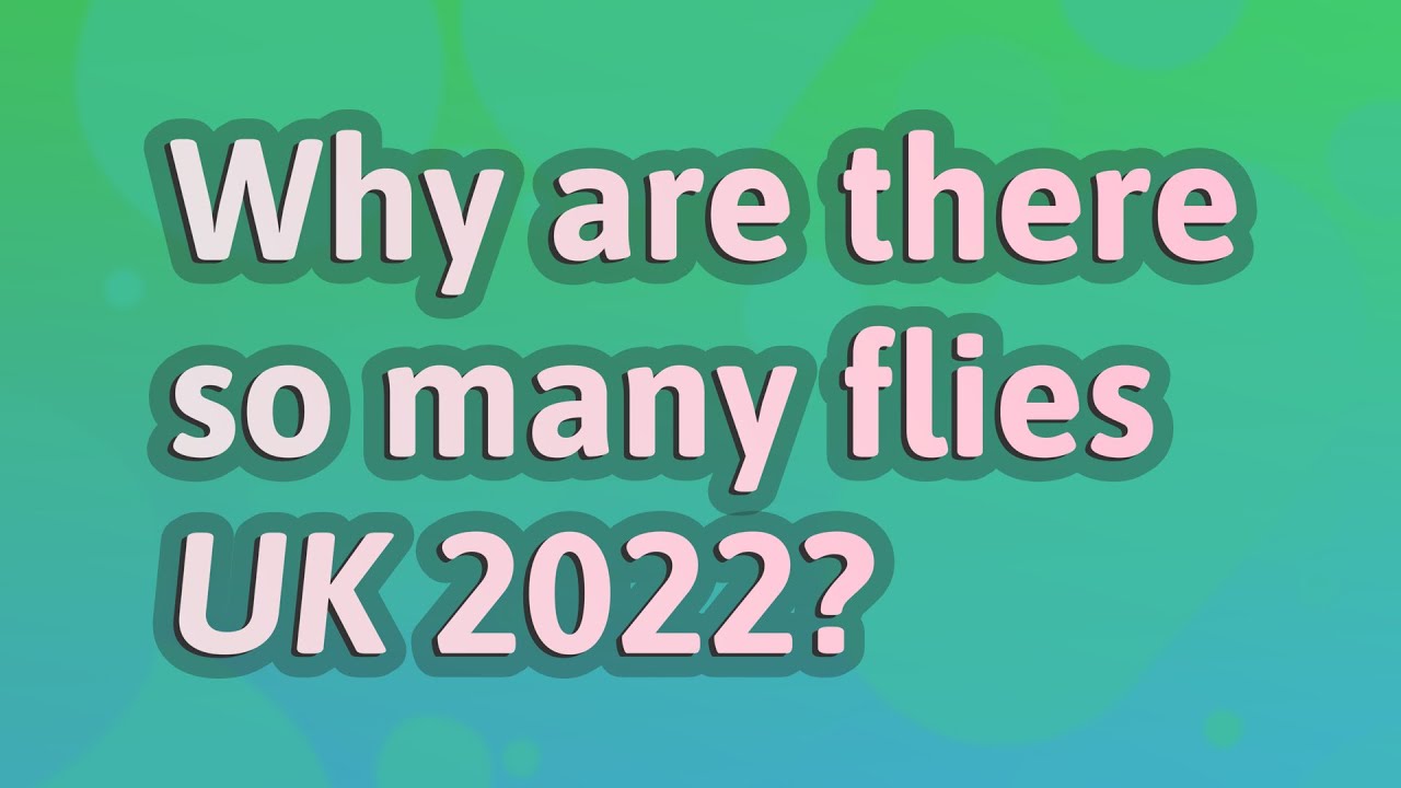 Why are there so many flies UK 2022? YouTube