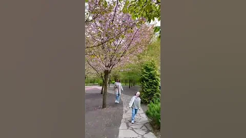 Красивые места Москвы. Цветение сакуры в Бирюлевском дендропарке.