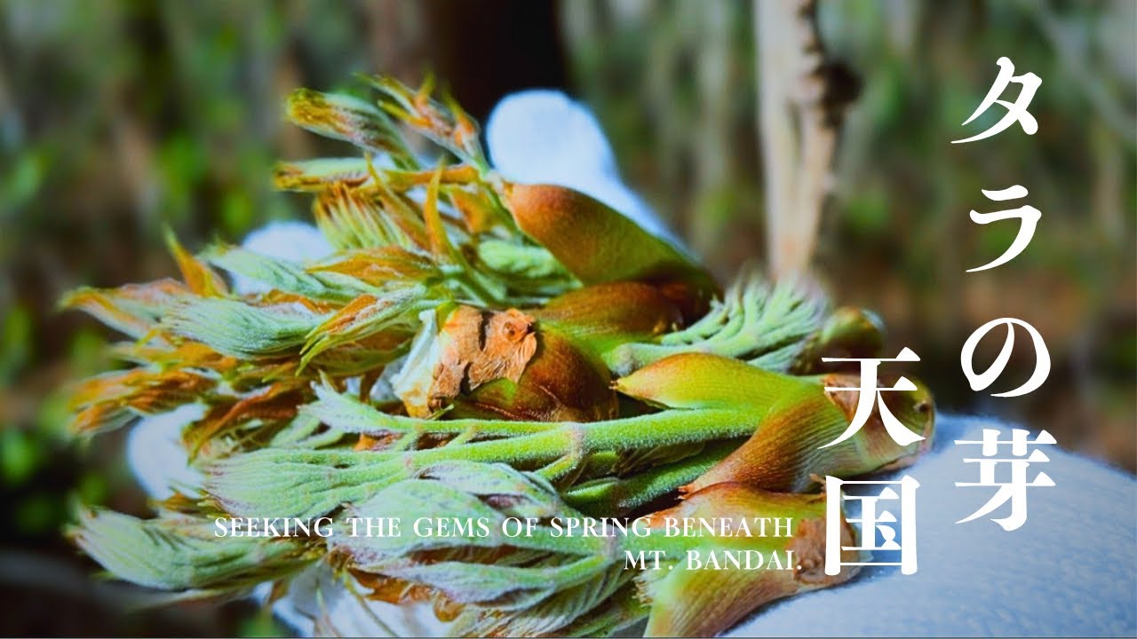 Wild Vegetable Picking] Bandai Mountain, Unlimited Picking