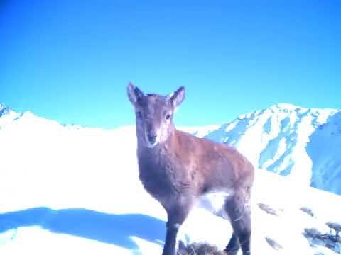 ჯიხვუკა თუშეთის ეროვნულ პარკში | Tusheti National Park