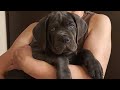 Cane-Corso puppy.