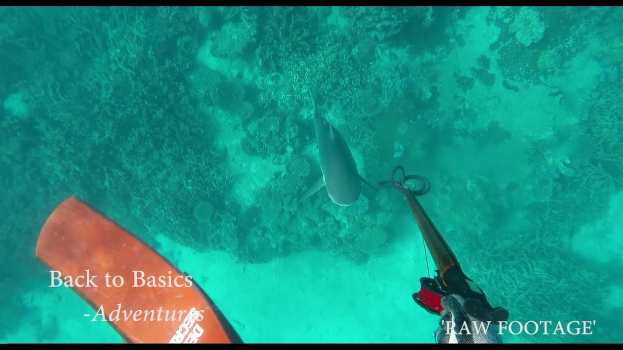 Spearfishing: Who is hunting who? [SHARK ATTACK]